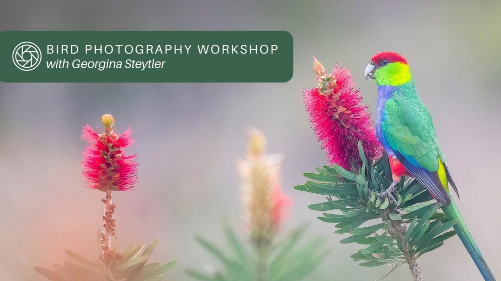 Bird Photography Workshop