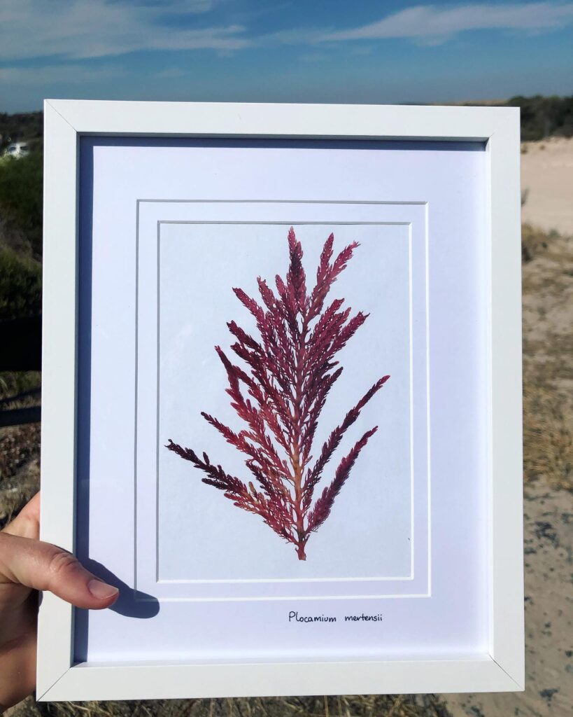 Pressed Seaweed framed artwork