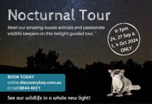 Nocturnal Tour poster, night sky with squirrel glider