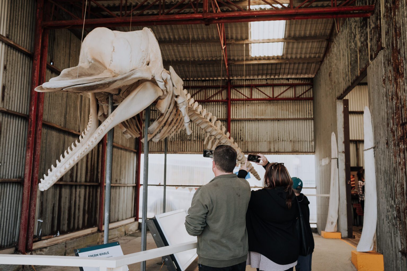 Family of three with back to camera, taking photos of Sperm whale skeleton